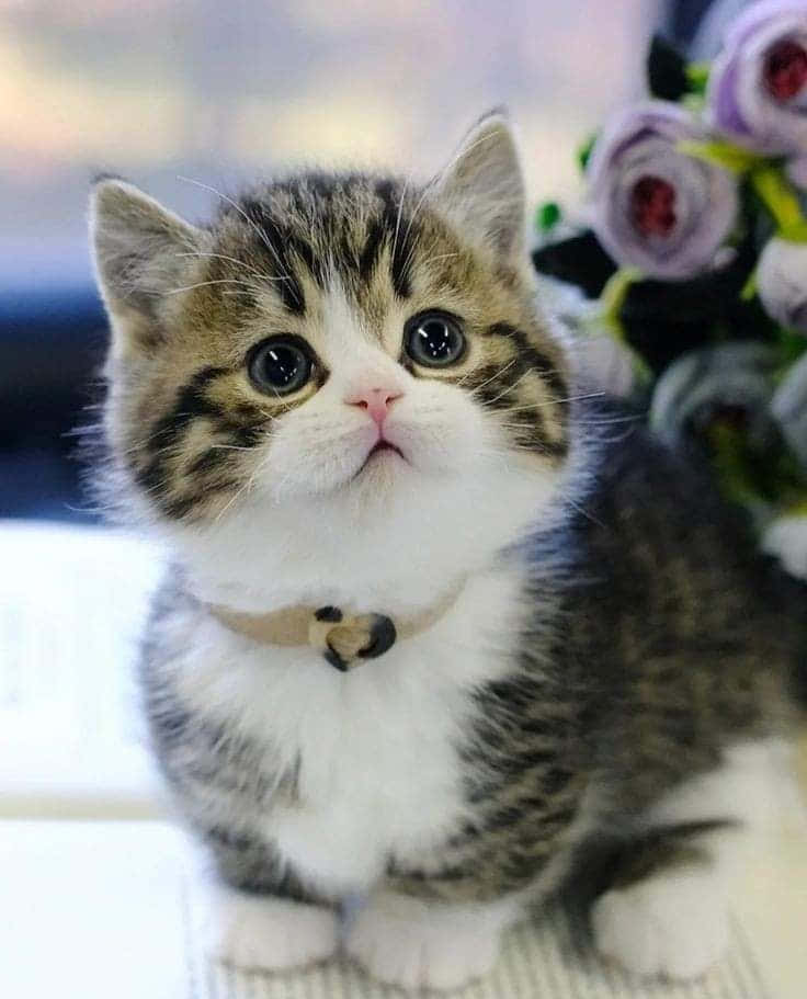 Красивый манчкин кот Обои