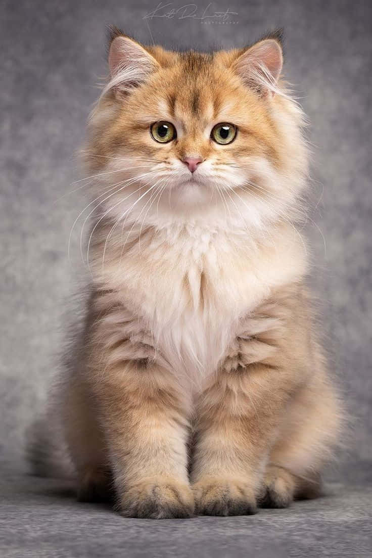 Красивый светло-коричневый кот Обои