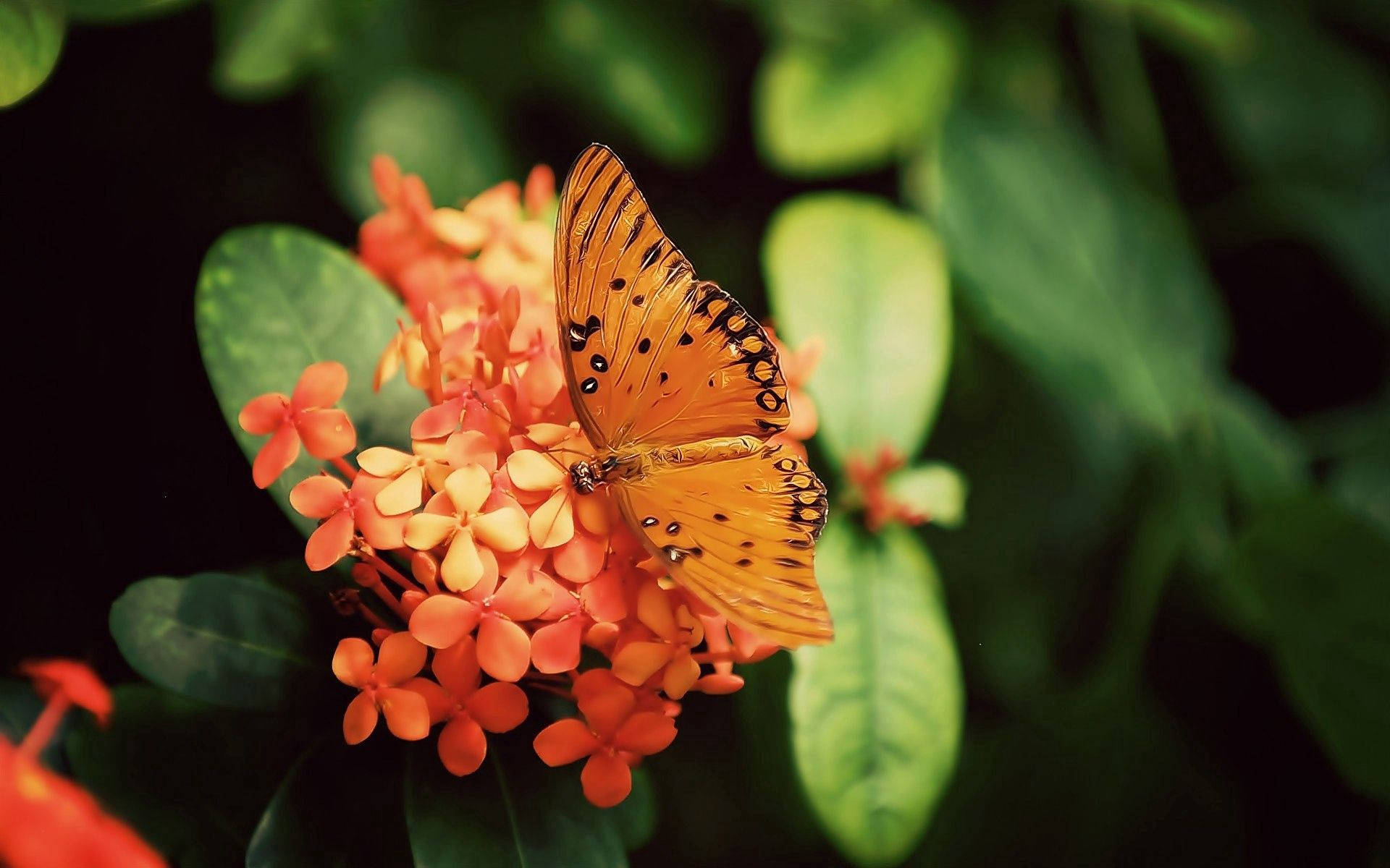 Оранжевая бабочка Gulf Fritillary сидит на оранжевых цветах Jungle Geranium на обоях.