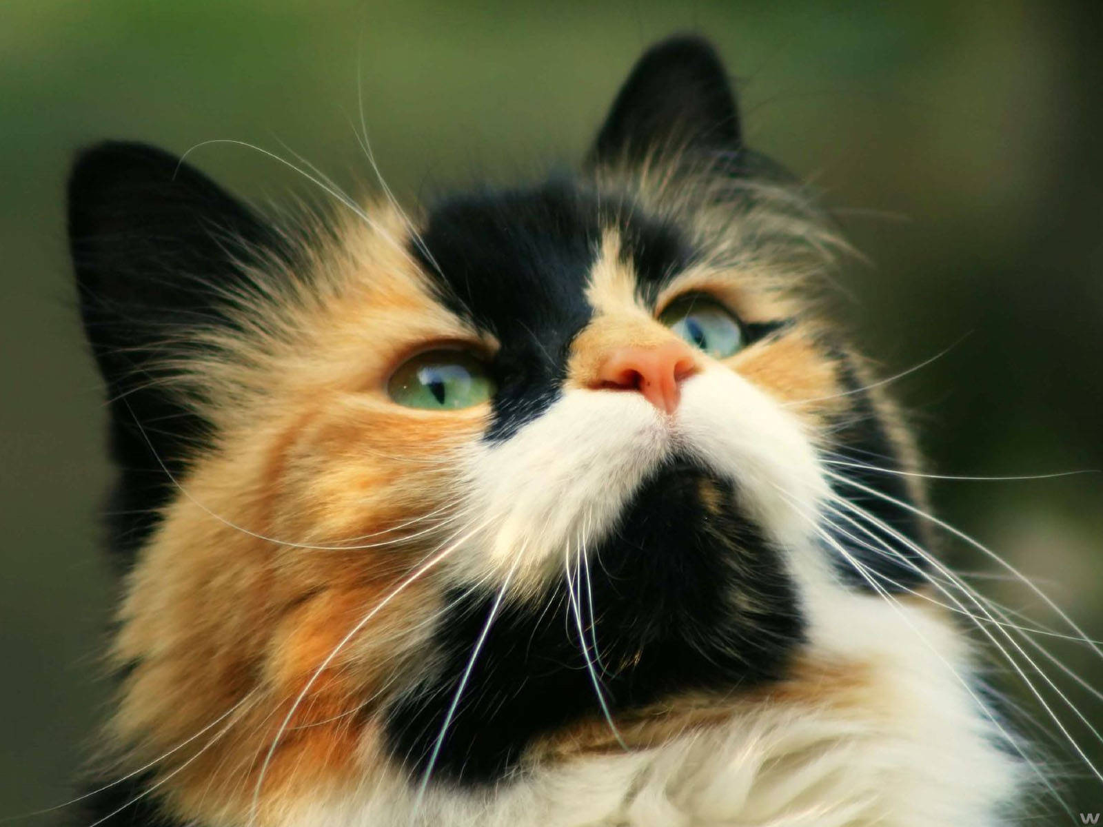 Крупный план милого кота Обои