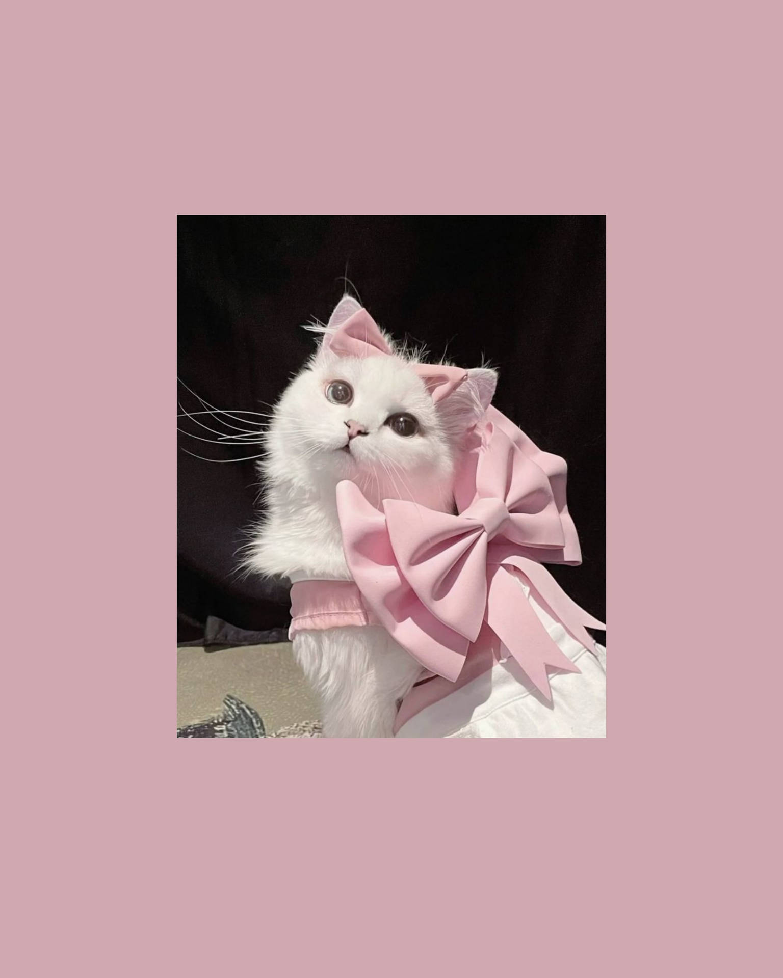 Милая кошка с розовым бантом