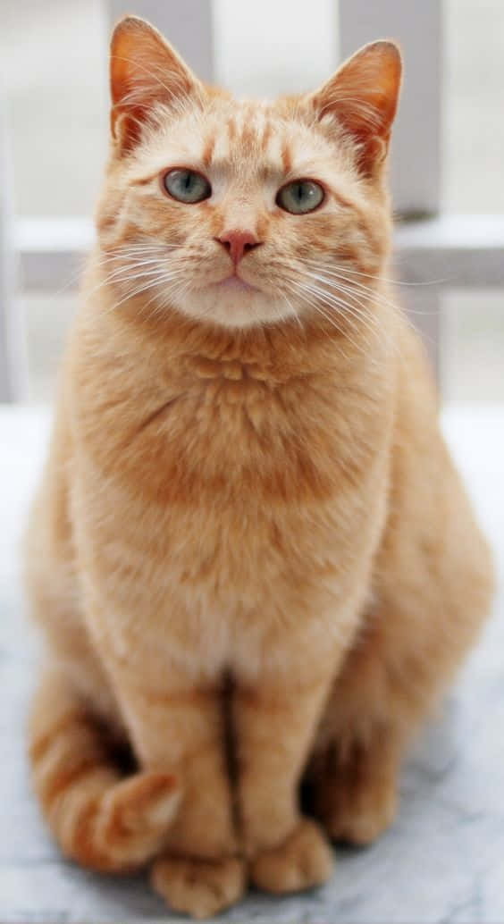 Милое фото рыжего кота Обои