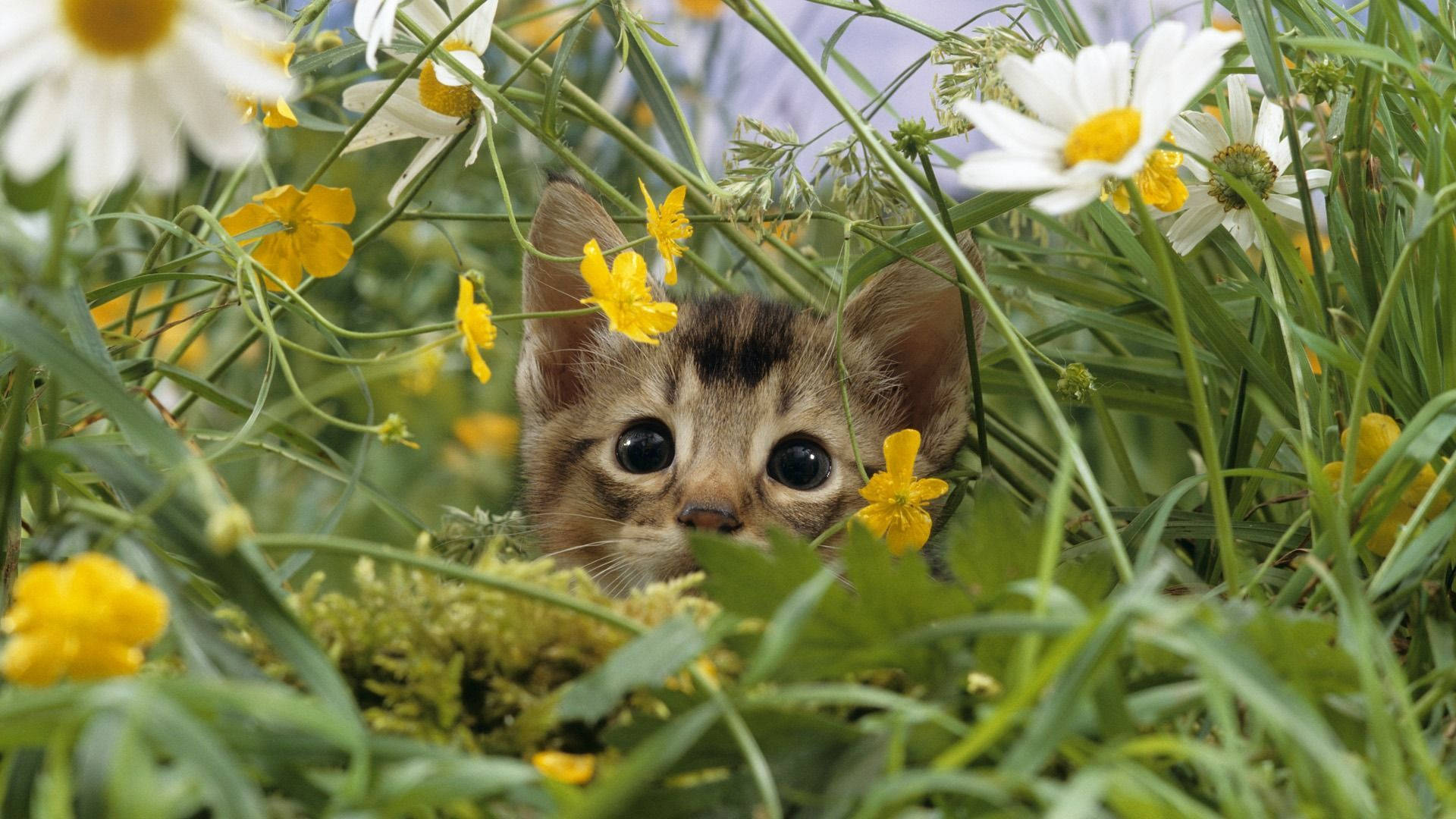 Милый весенний котенок Обои