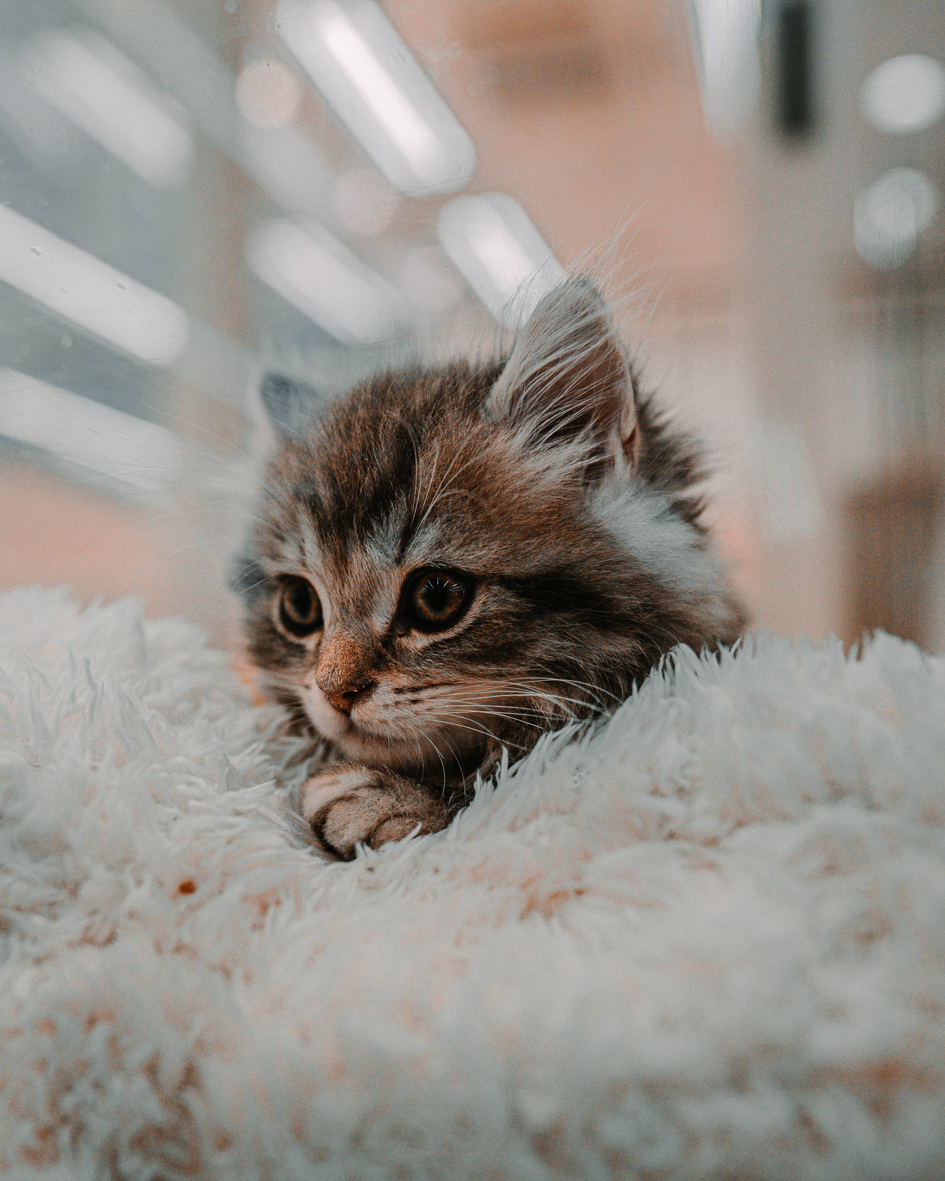 Милый котенок в уютной меховой подстилке Обои