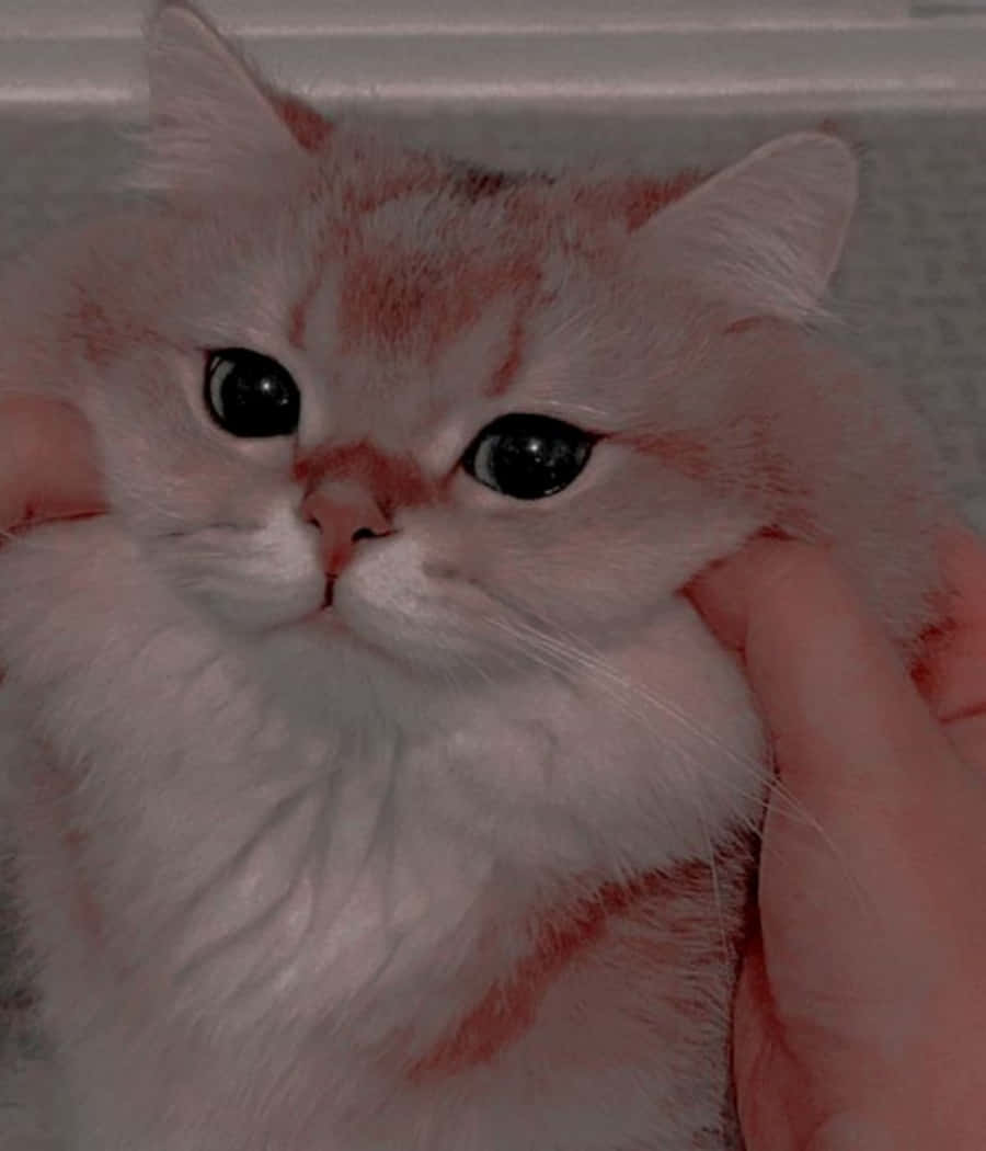 Милый котенок обнимает своего плюшевого мишку Обои