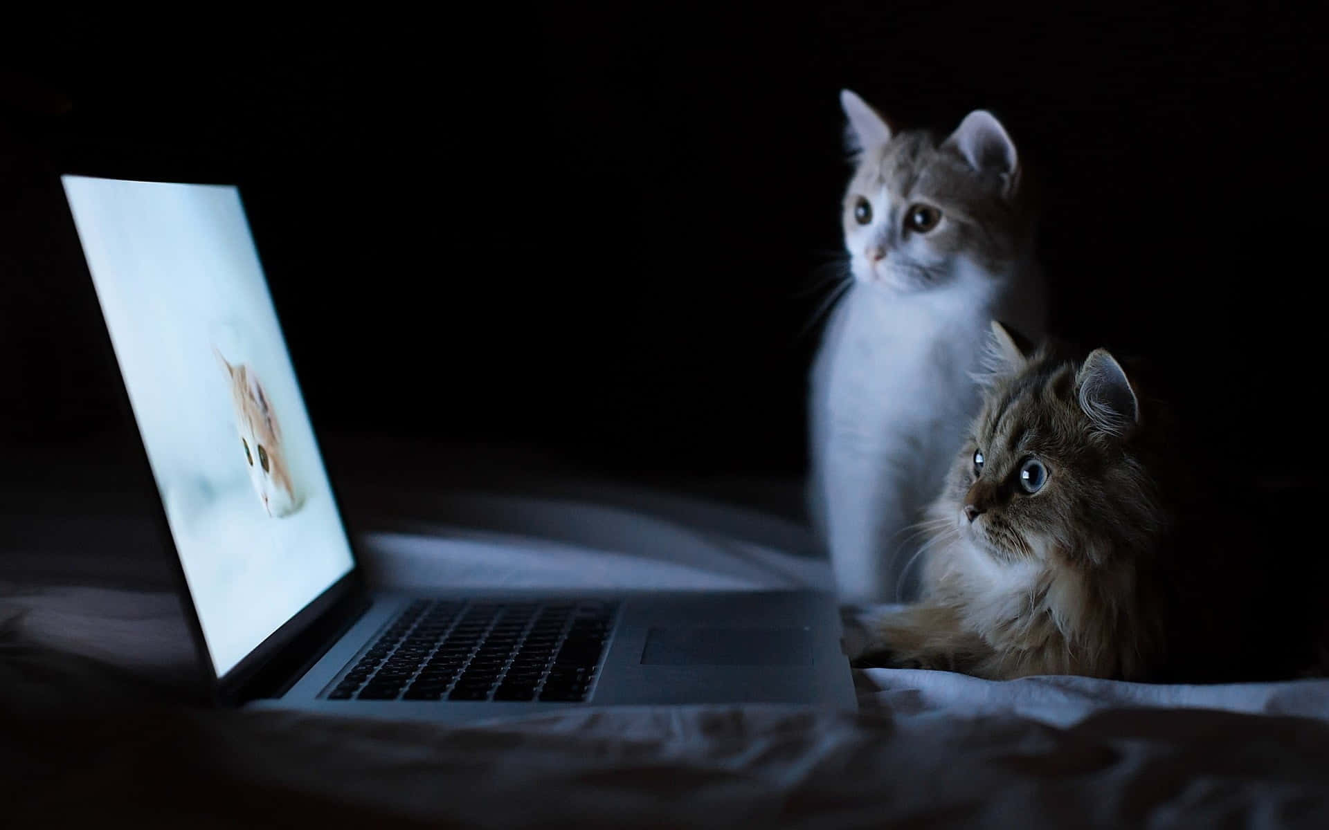 Наслаждайтесь красивым и эстетичным дисплеем Macbook Обои