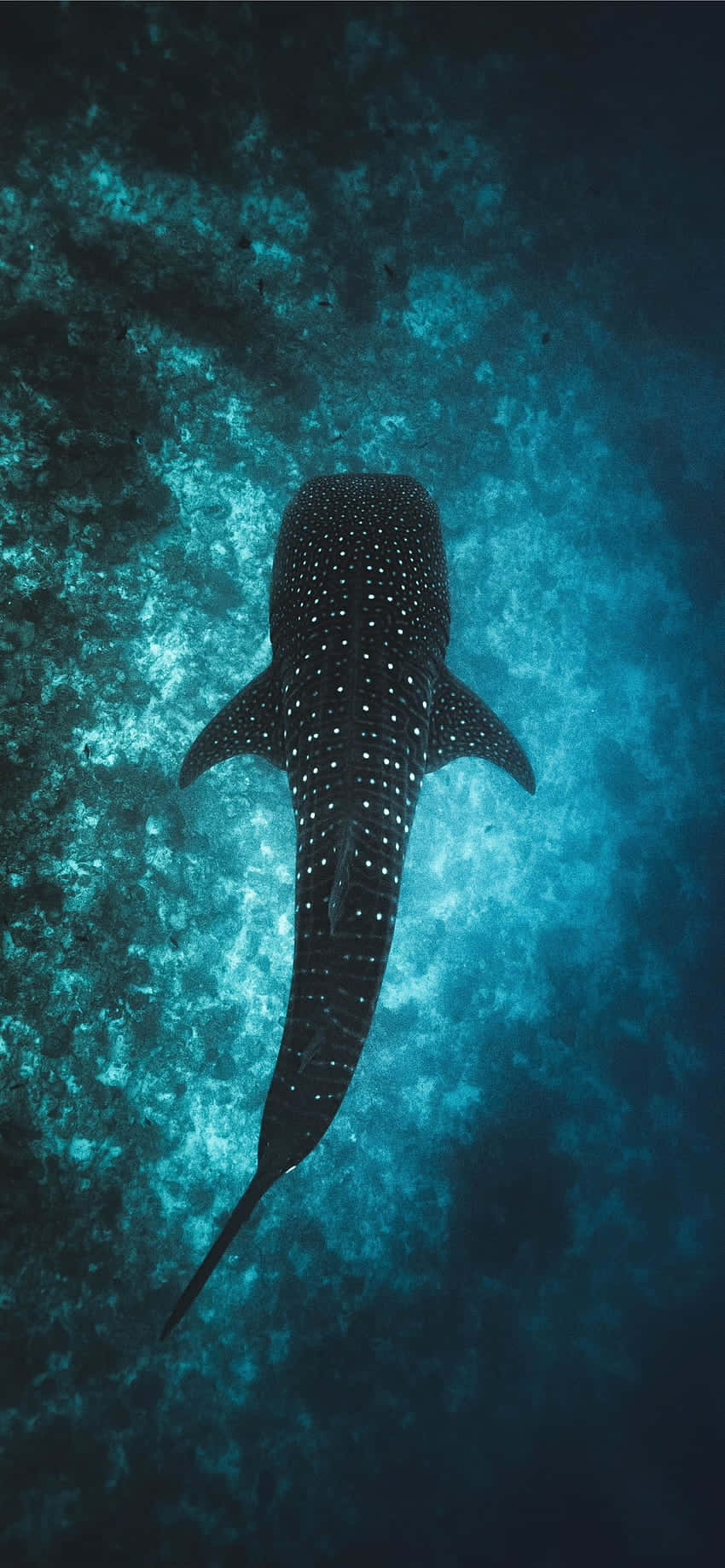 Наслаждайтесь красотой океана с нашим Ocean Aesthetic Phone Обои