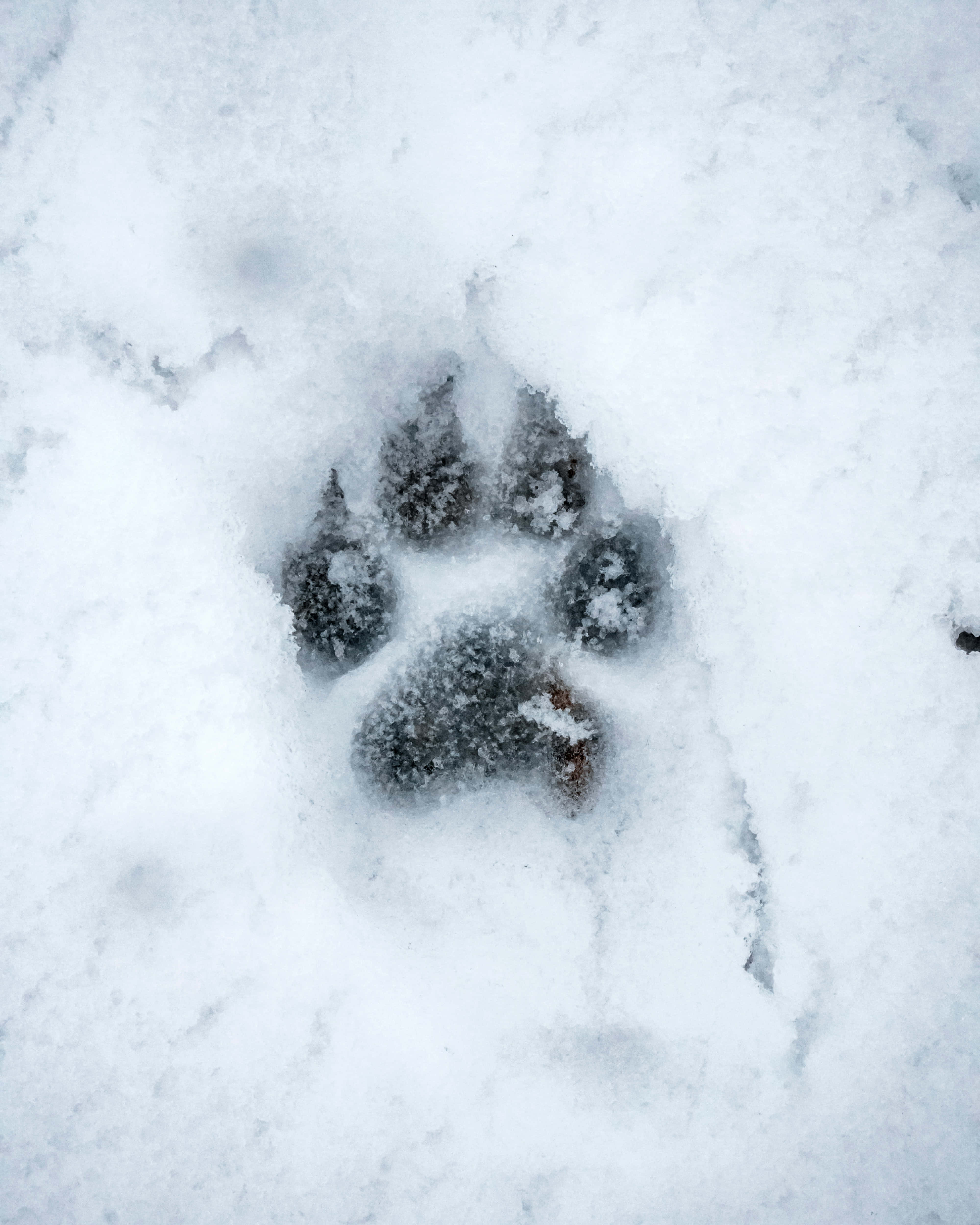Наслаждайтесь спокойным снежным пейзажем с Snow Aesthetic Обои
