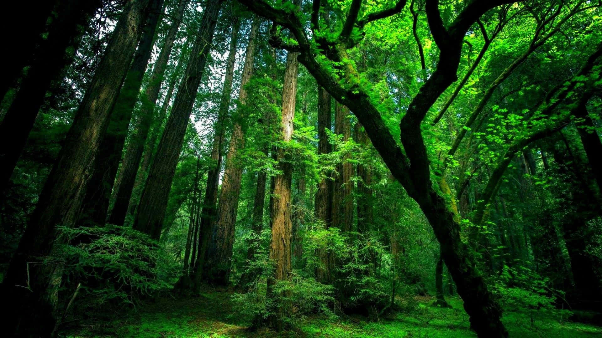 Нетронутый зеленый лес Амазонки для рабочего стола Обои