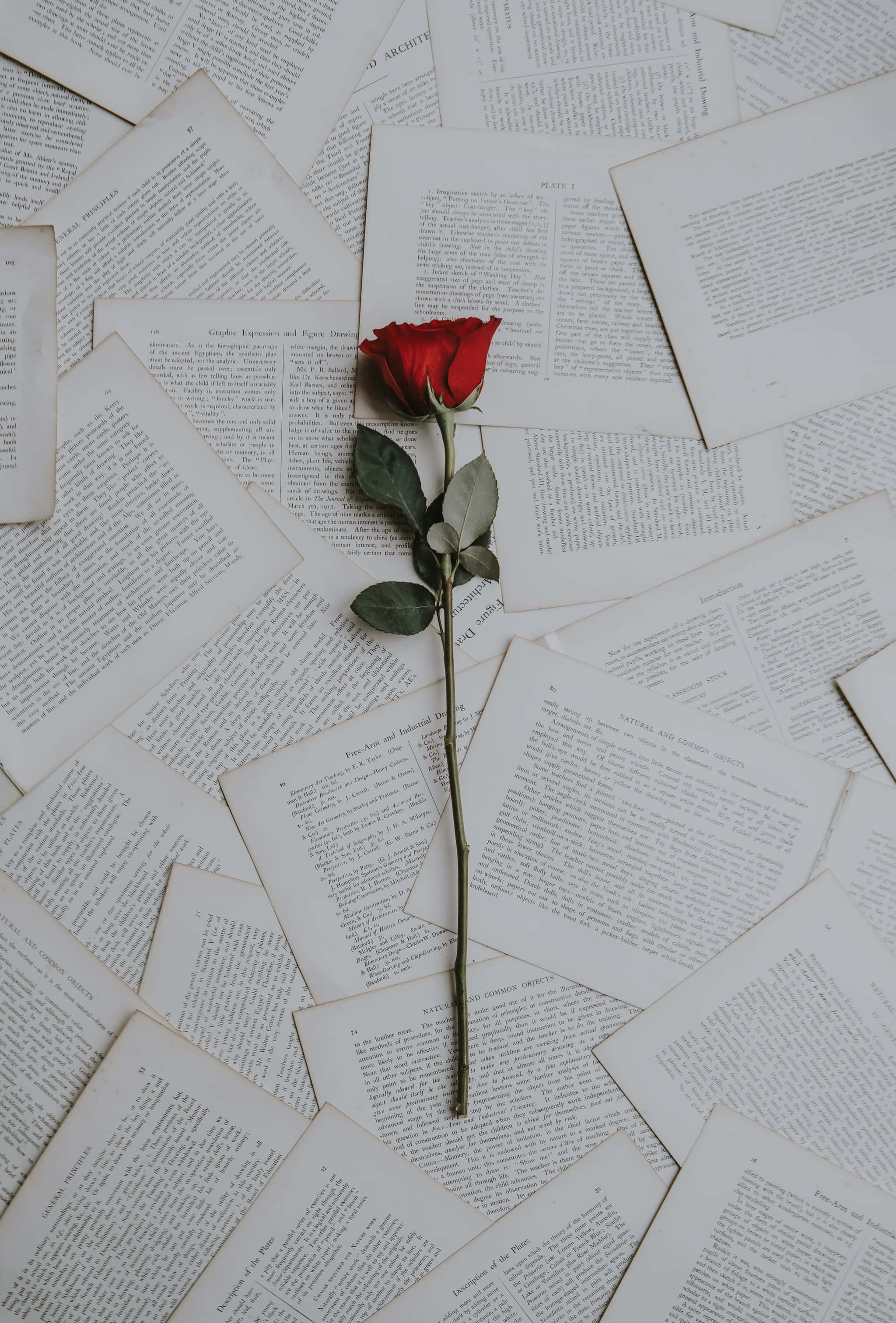 Одна красная роза на стопке книг Обои