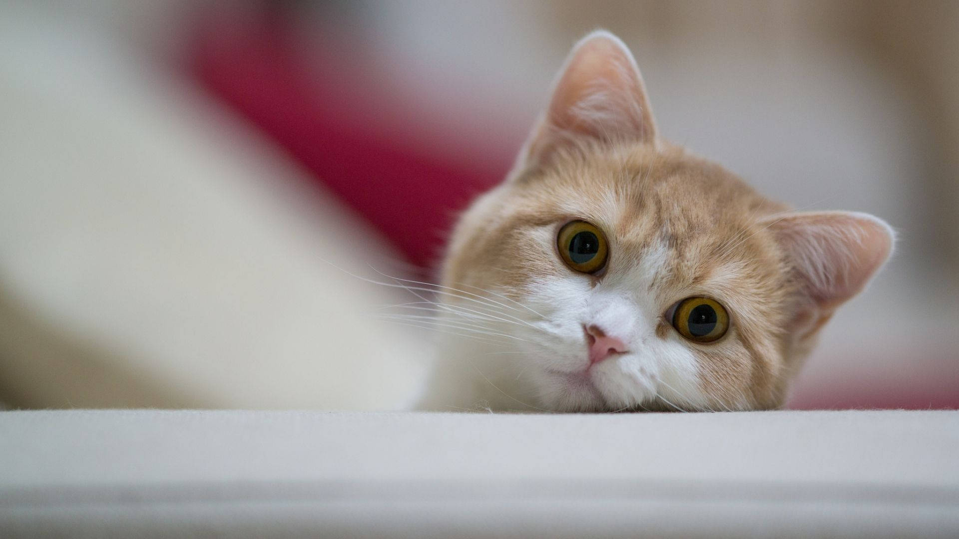 Очаровательный взгляд кота за компьютером Обои