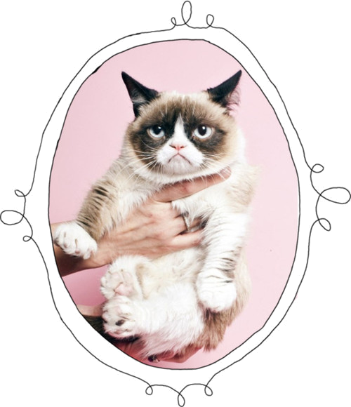 Портрет сердитого кота Обои