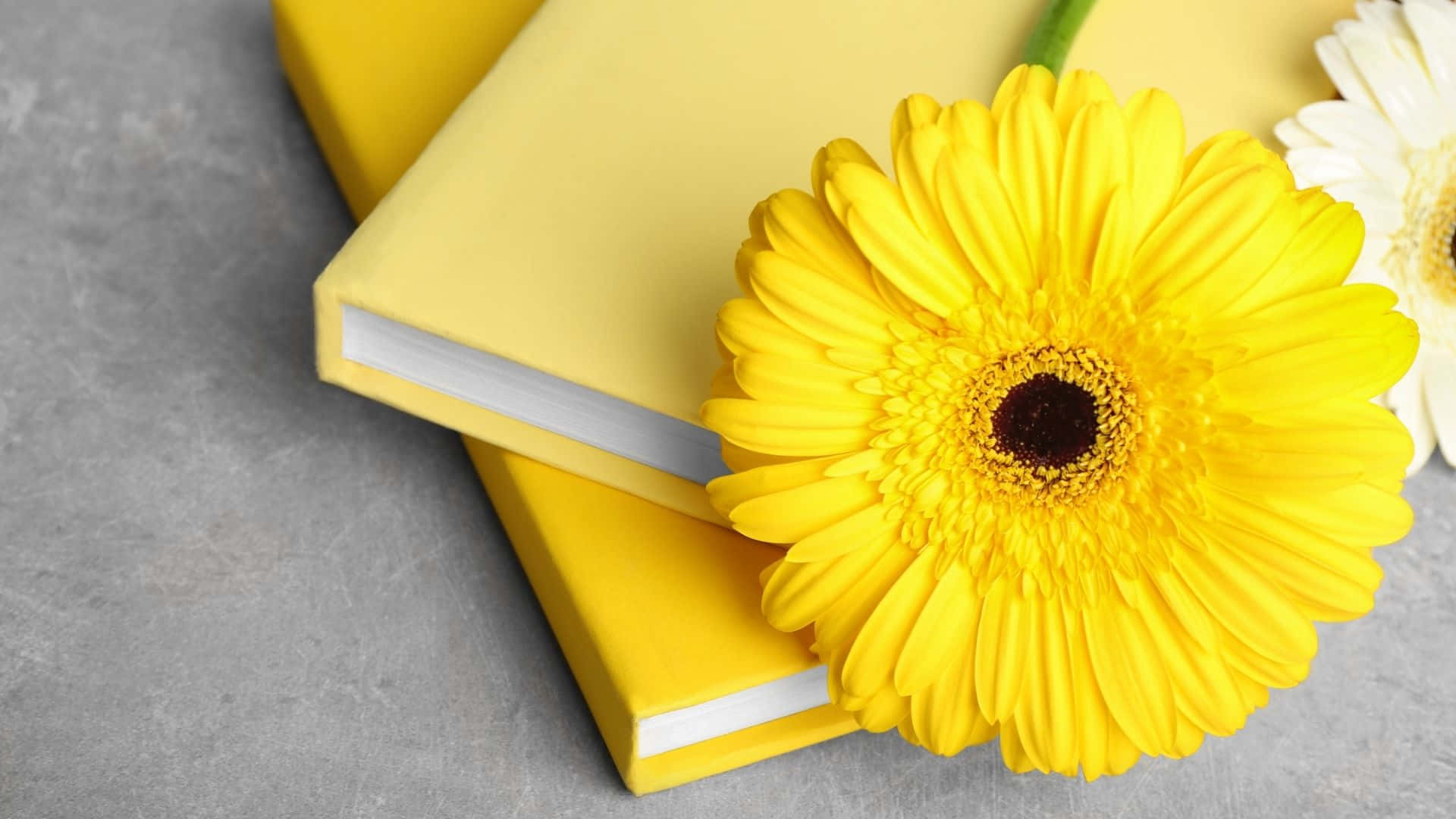 Почувствуйте тепло успокаивающей бежево-желтой эстетики Обои