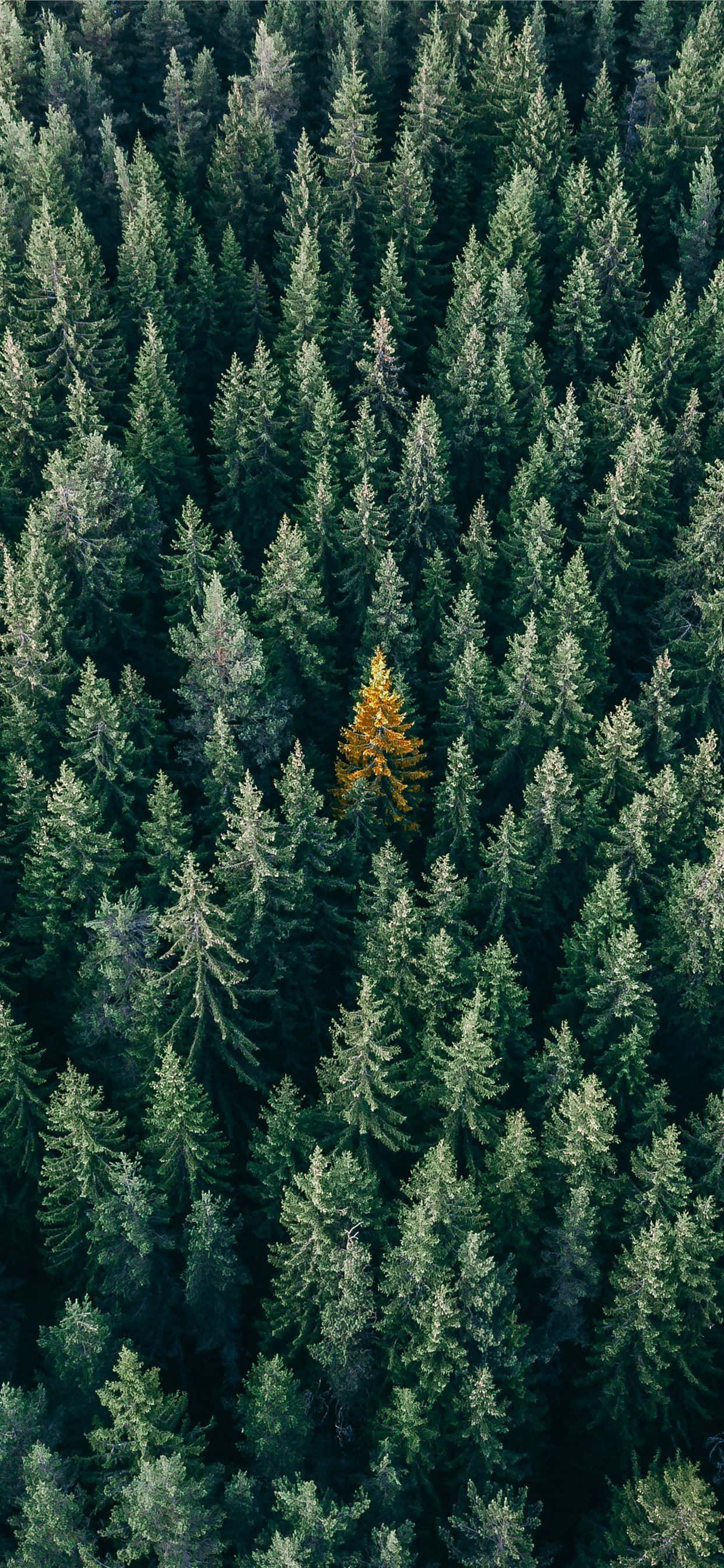 Природа оживает на потрясающих обоях Trees iPhone Обои