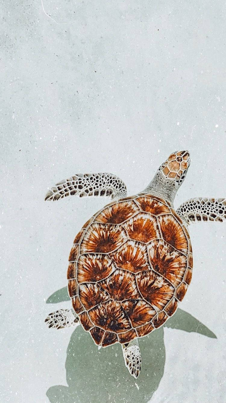 Ржаво-коричневая милая черепаха Обои