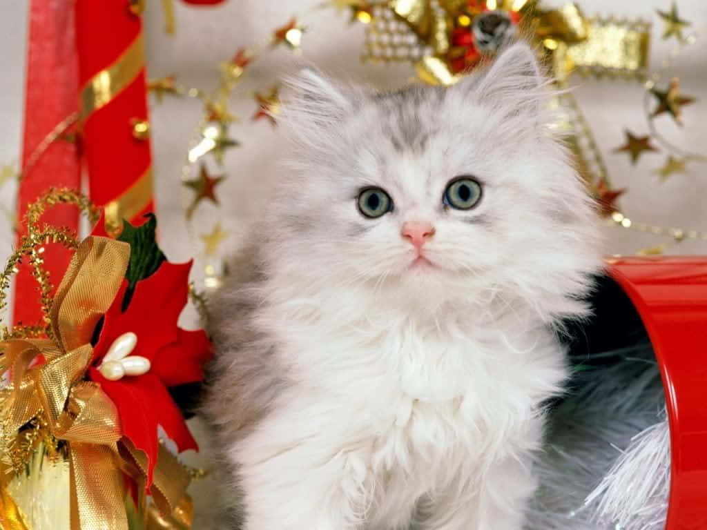 Рождественский кот с примерным поведением Обои