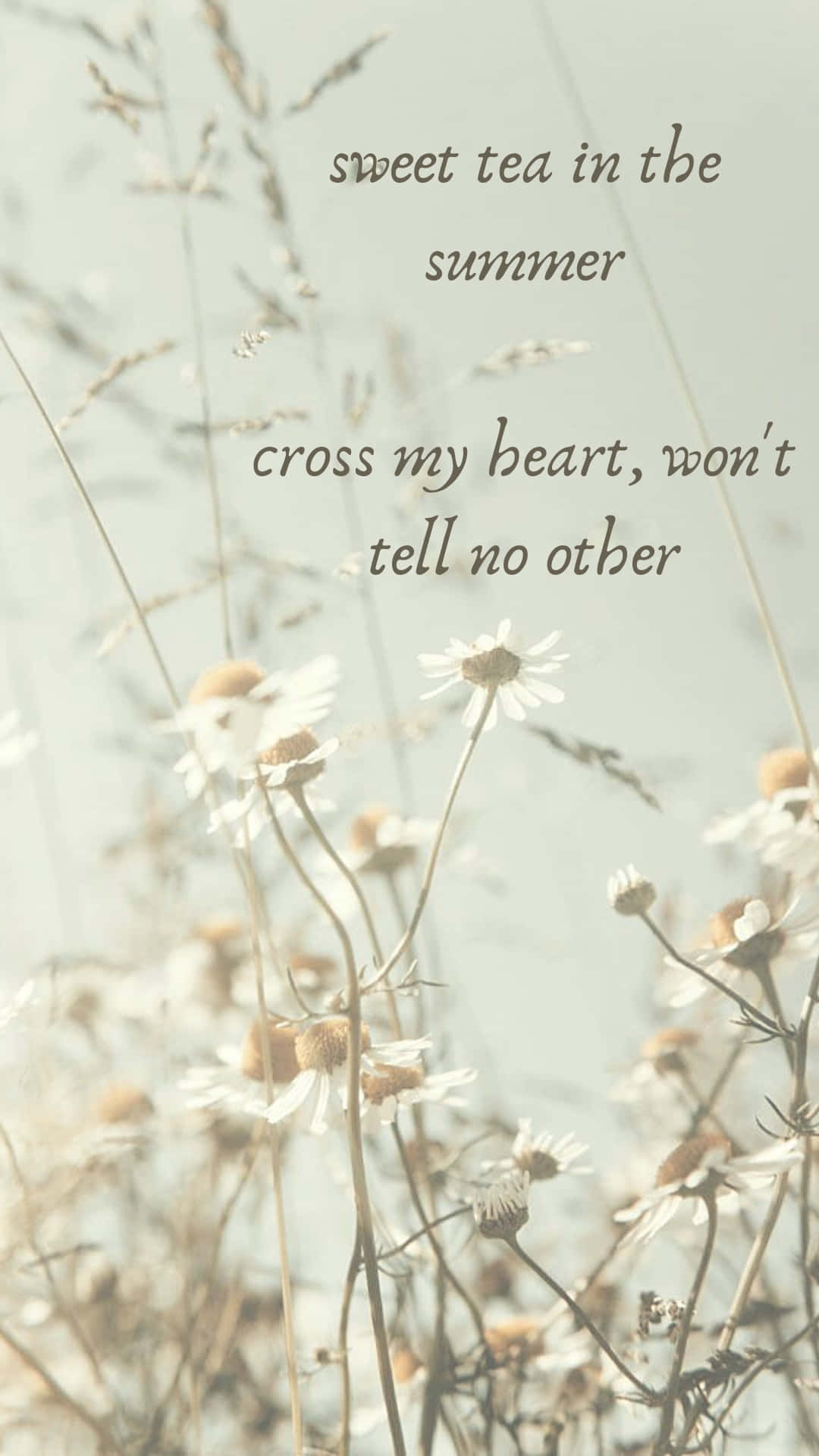 Семь строчек из песен Тейлор Свифт с ромашками Обои