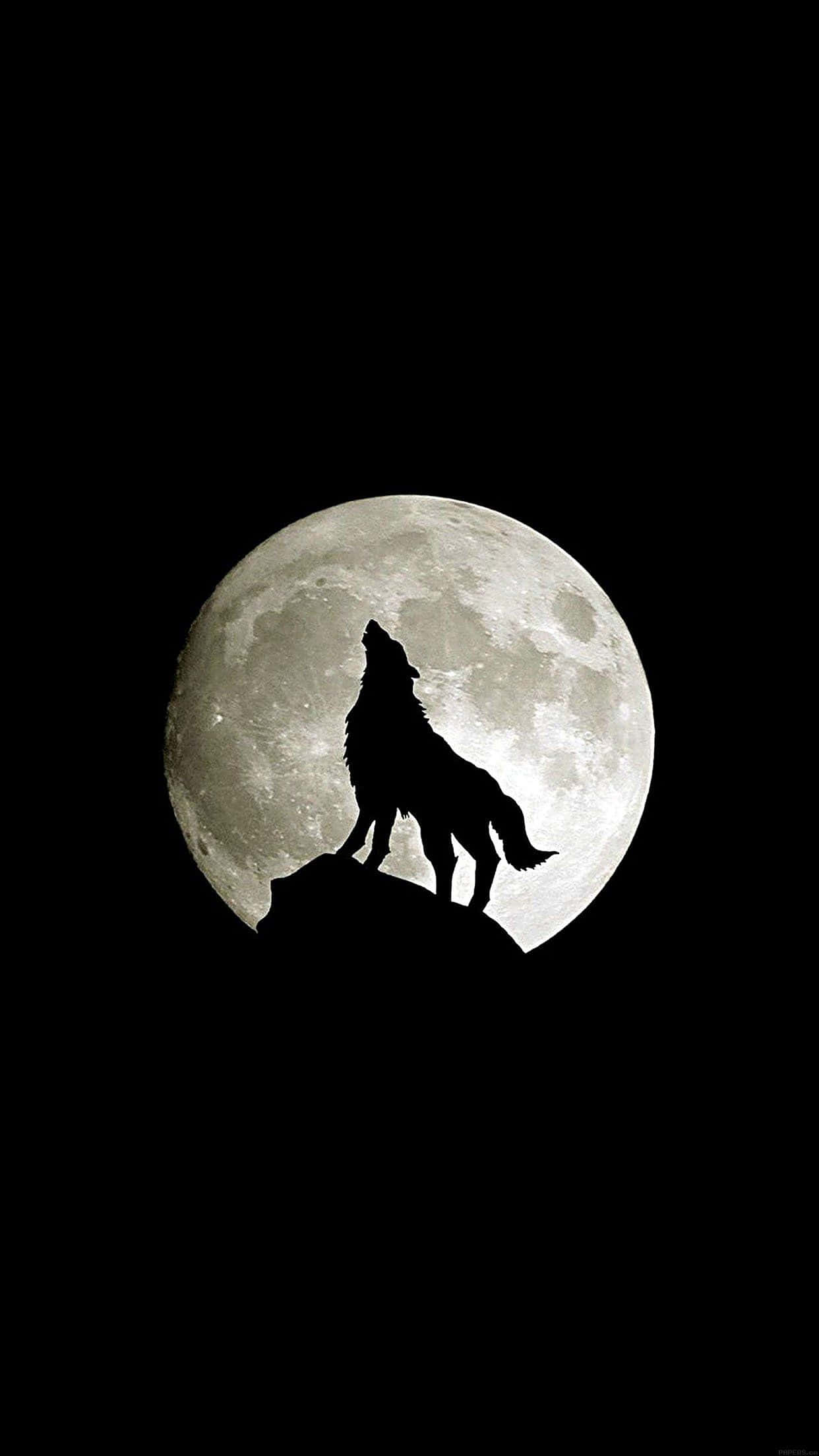Серфинг по дикой природе с Wolf iPhone Обои