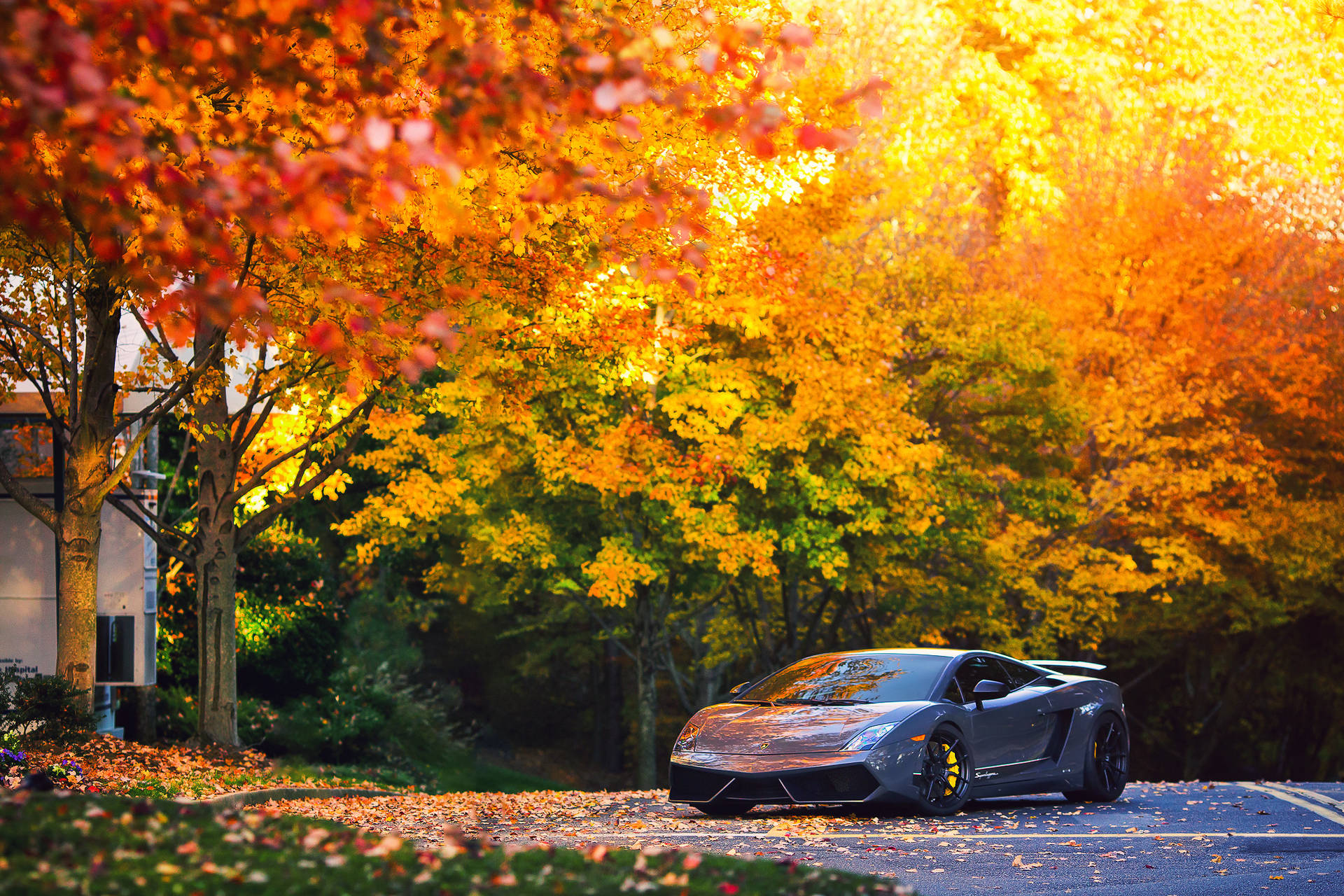 Серый Lamborghini Gallardo на осенних обоях.