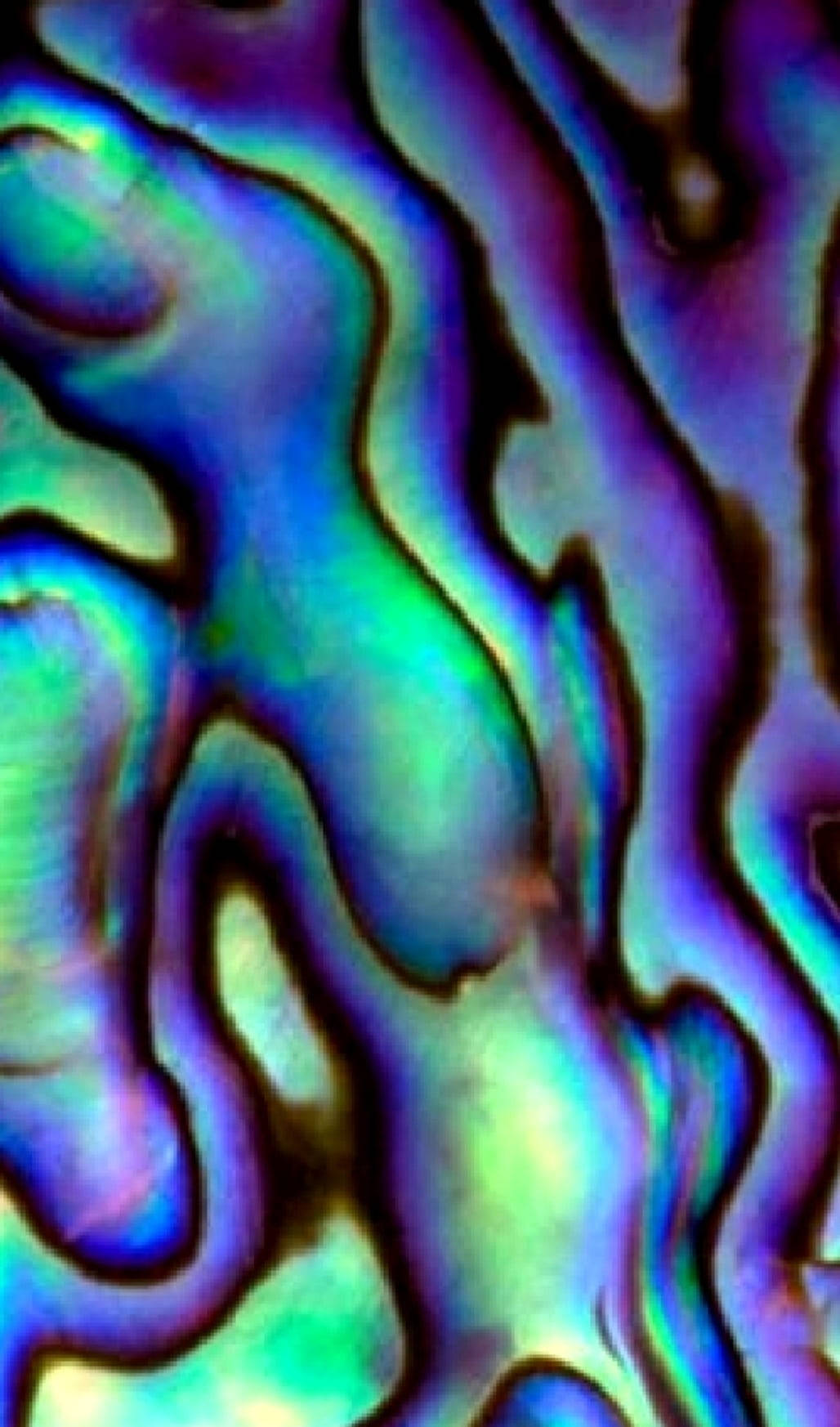 Сияющий узор раковины морского ушка Обои