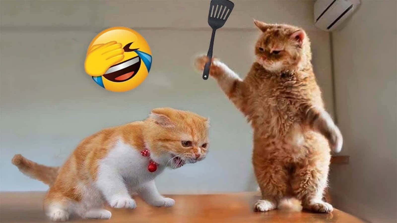 Смешная кошка мем драка с эмодзи картинки Обои