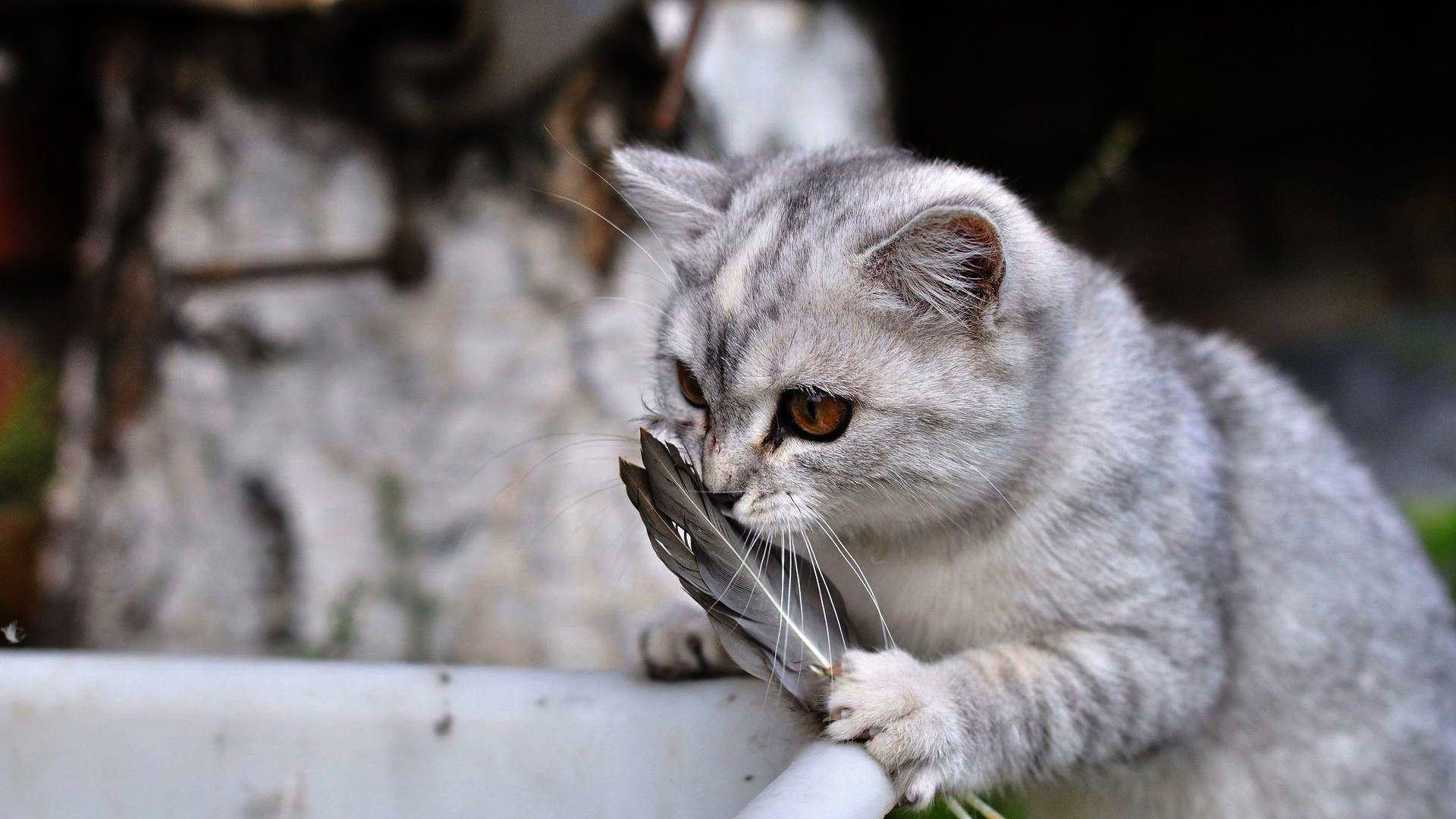 Смешной кот нюхает перо Обои