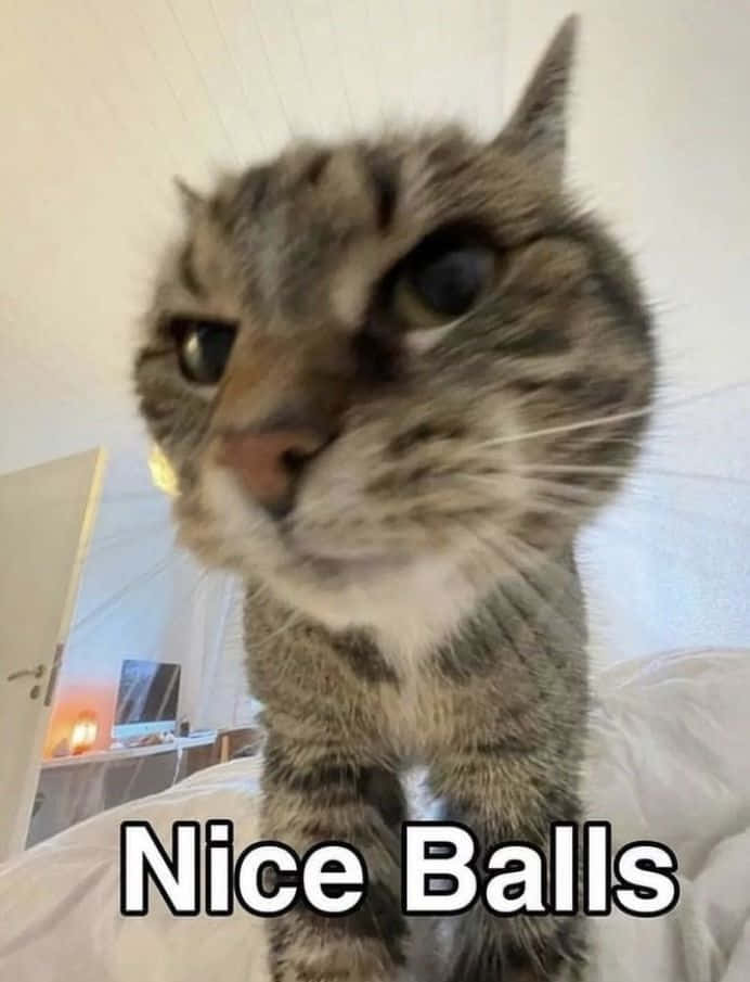 Смешной мем с котом Goofy Ahh и надписью Nice Balls Обои