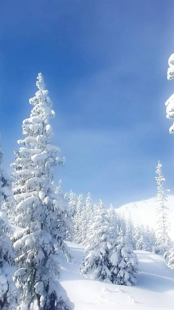 Снежное дерево природа iPhone Обои