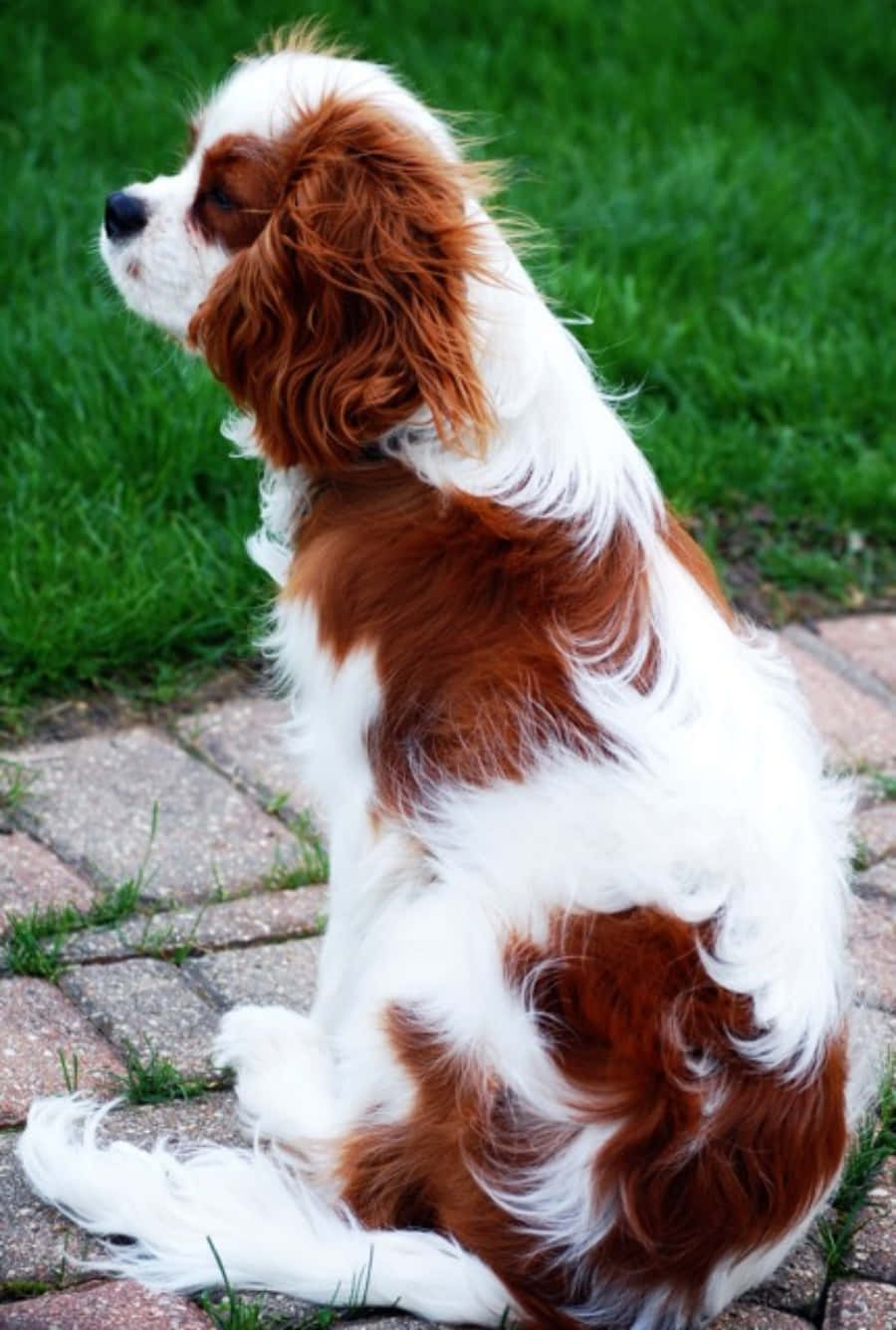 Собака породы кавалер-кинг-чарльз-спаниель Обои