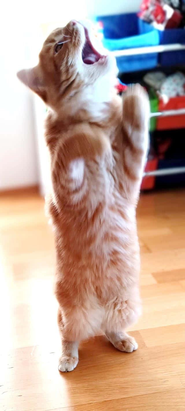 Стоящая танцующая кошка.JPG Обои