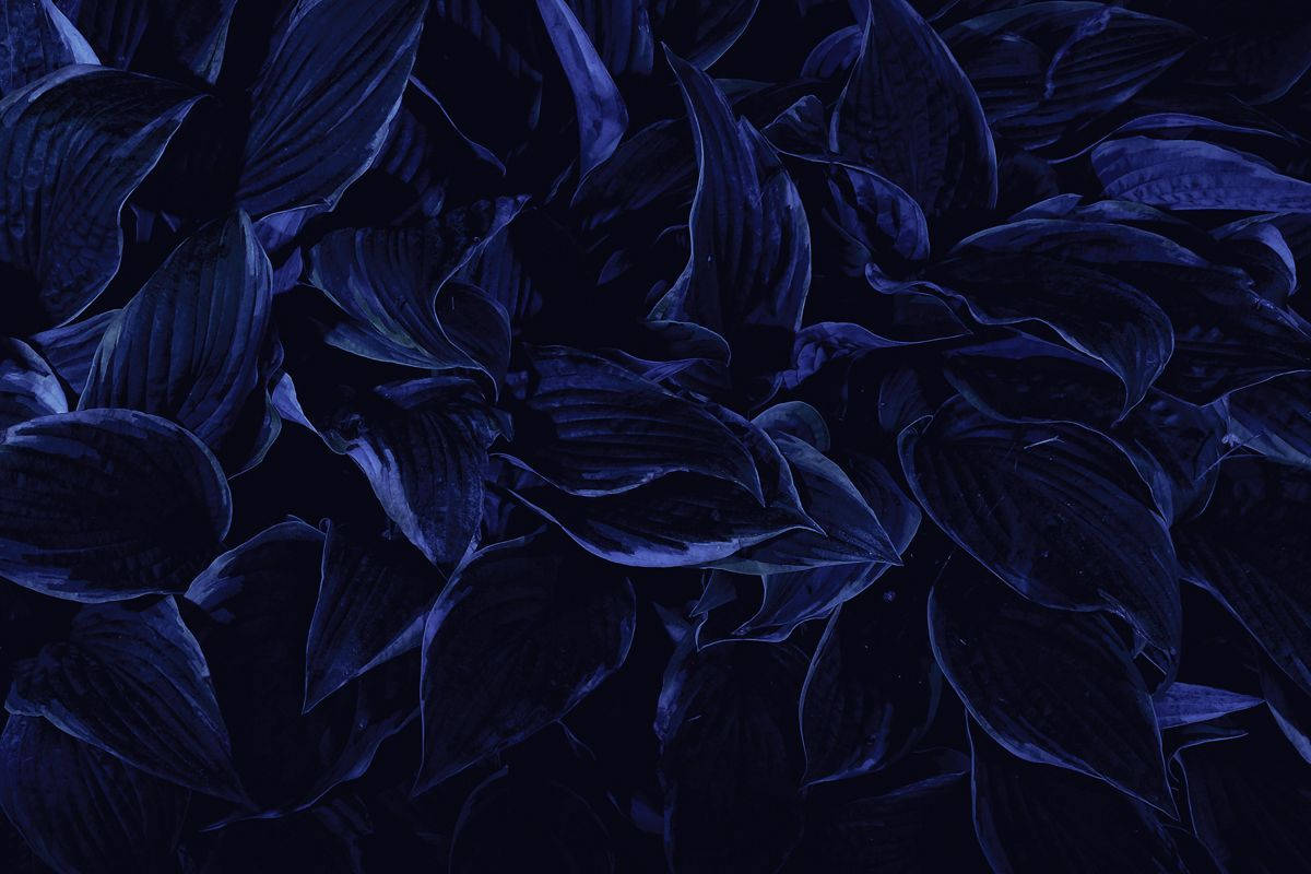 Сухие лепестки эстетика темно-синий HD Обои