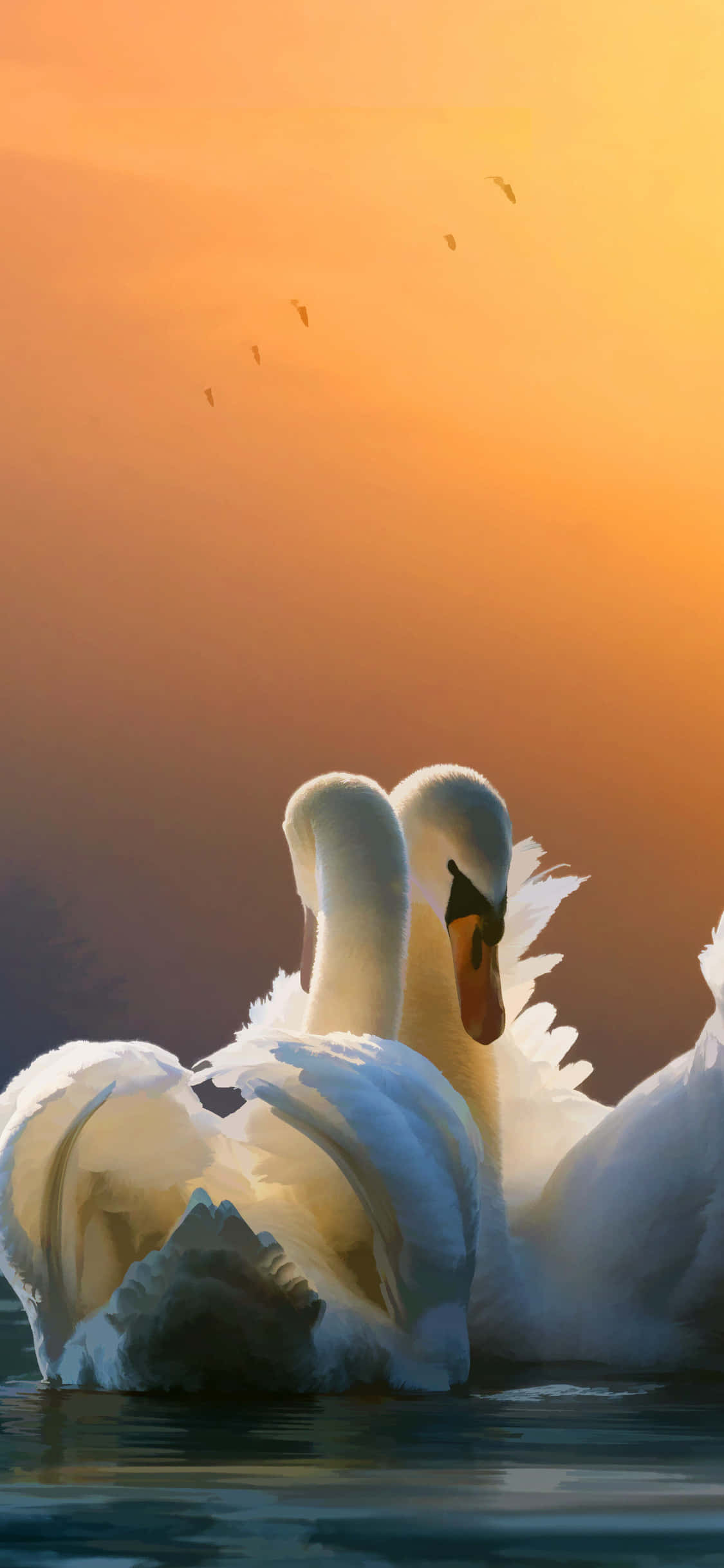 Танец спаривания лебедей на закате Обои