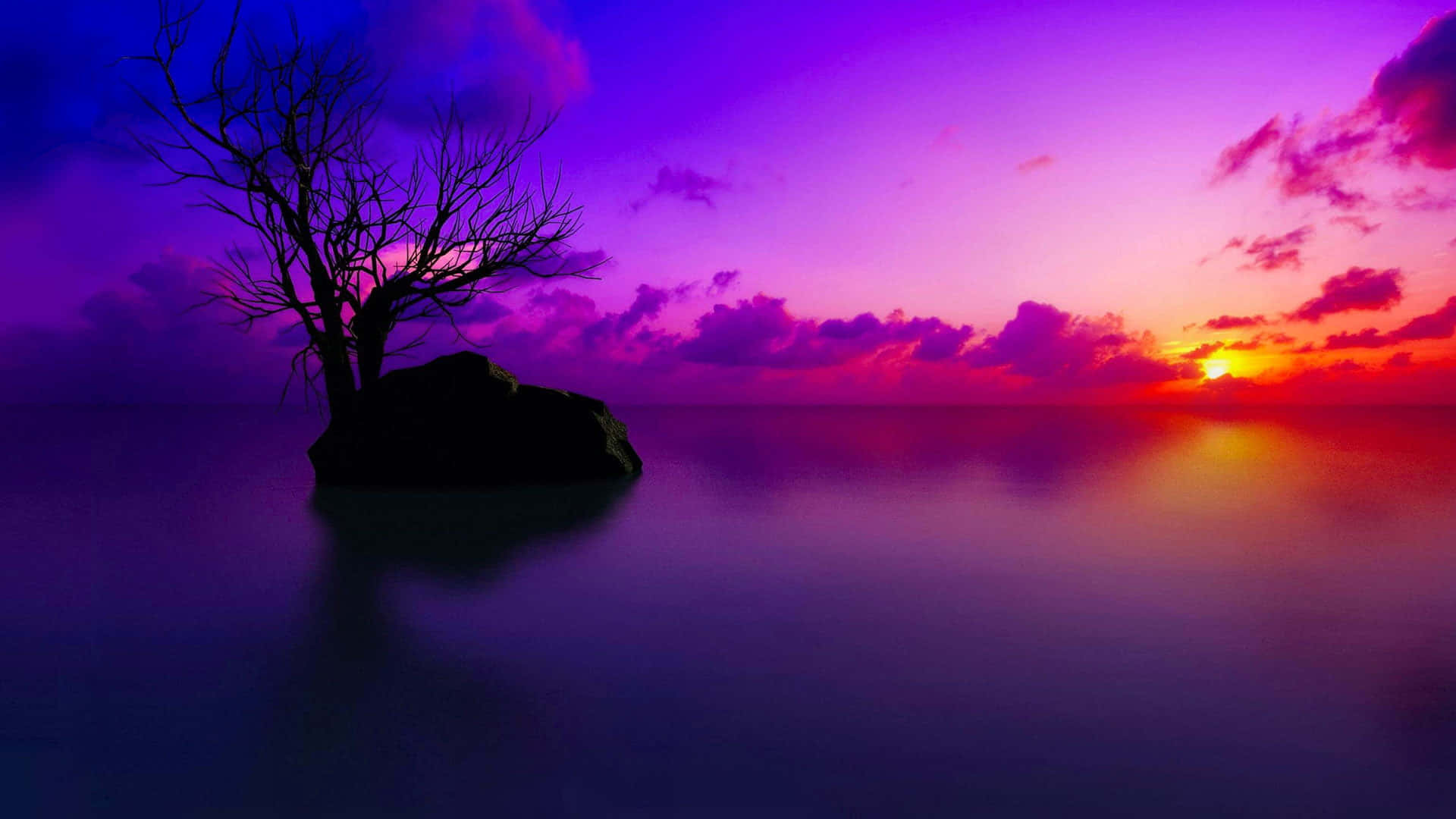 Темно-фиолетовые обои с ярким и спокойным дизайном Обои