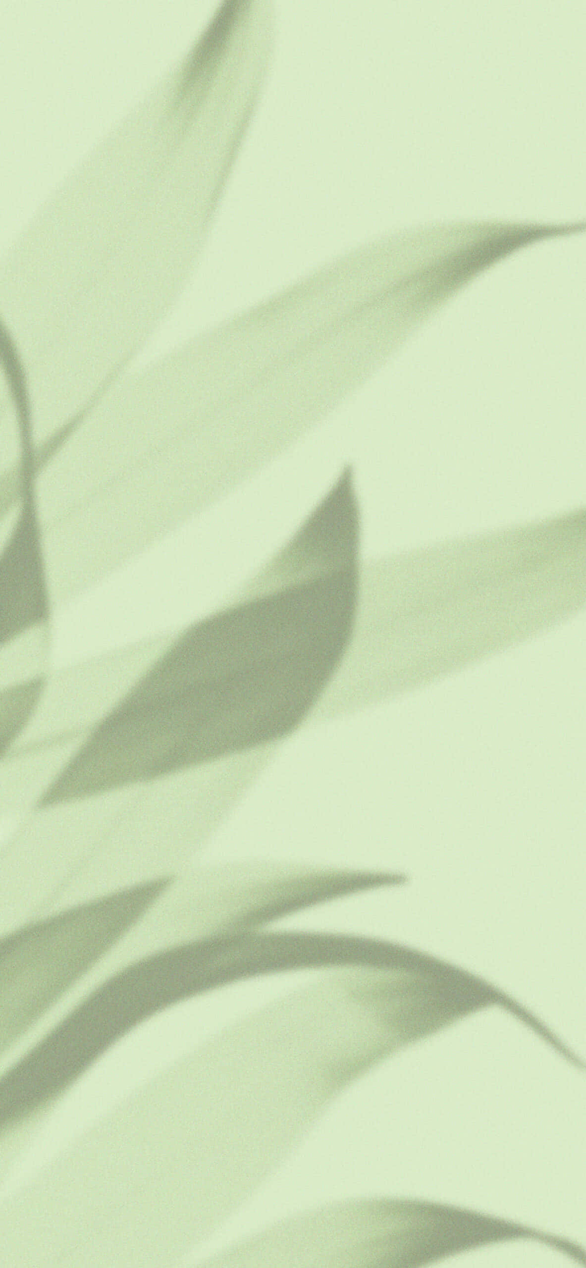Тени листьев на светло-зеленом фоне Обои
