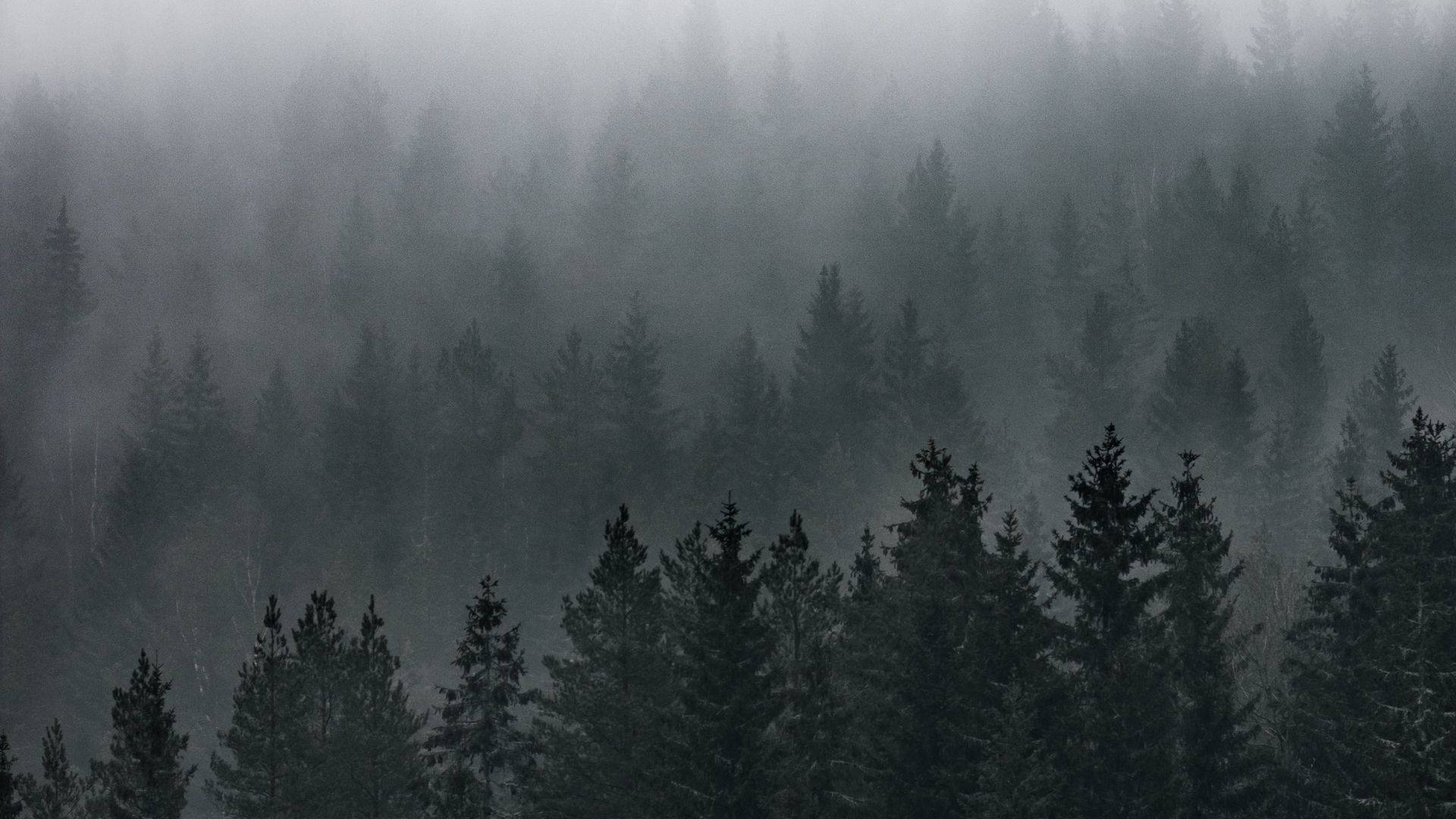 Туманный вид на лес Обои