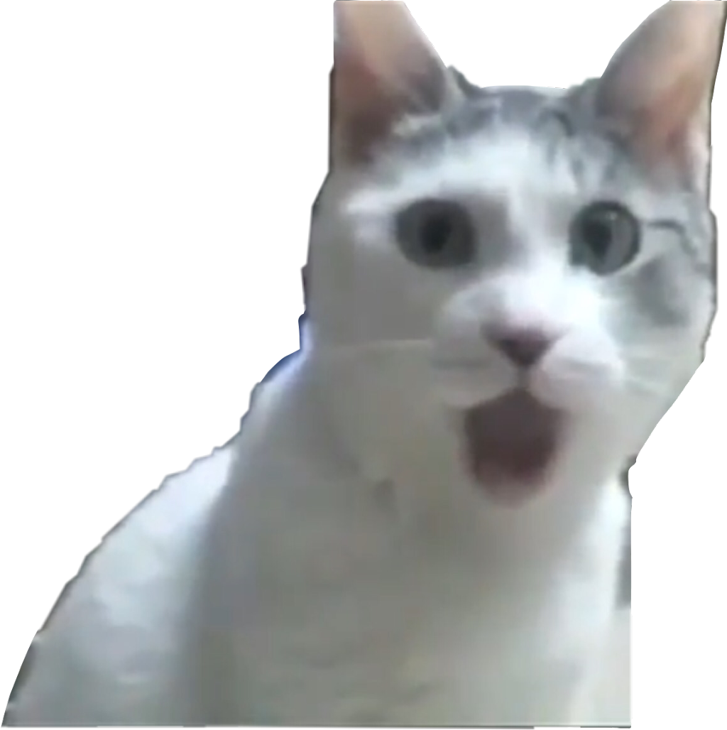 Удивленный кот мем Обои