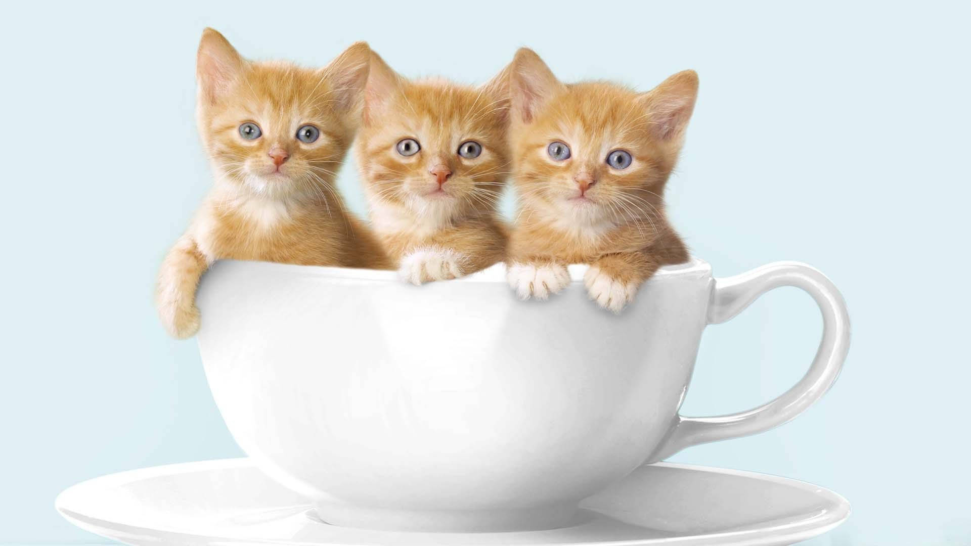Уютный кот, свернувшийся в чашке кофе Обои