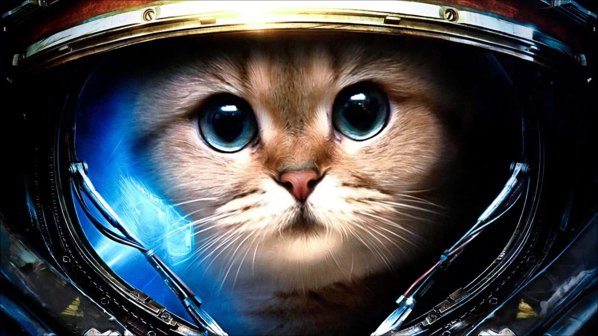 Фон с кошкой Обои