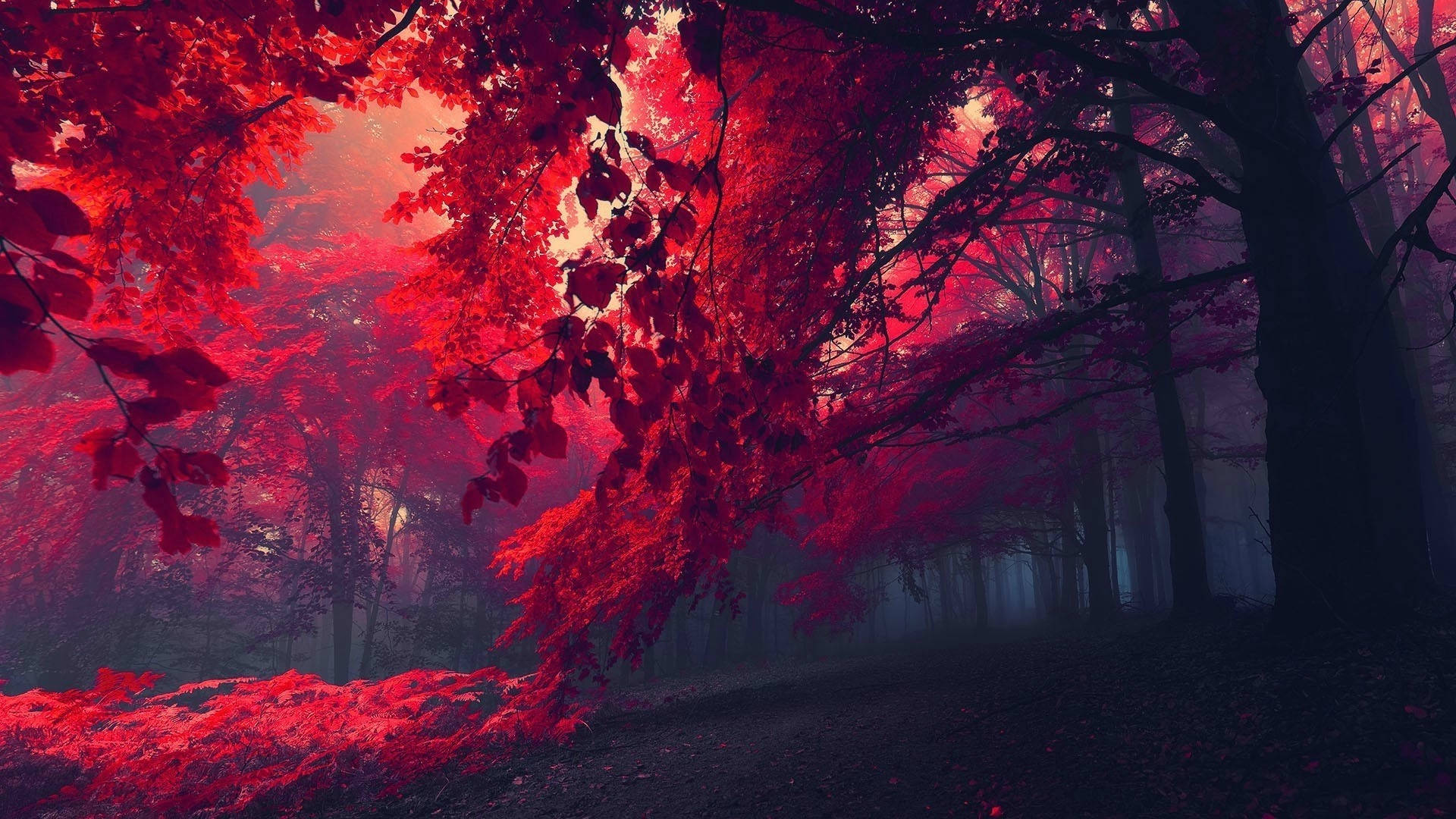 Фотография темно-красного леса Обои