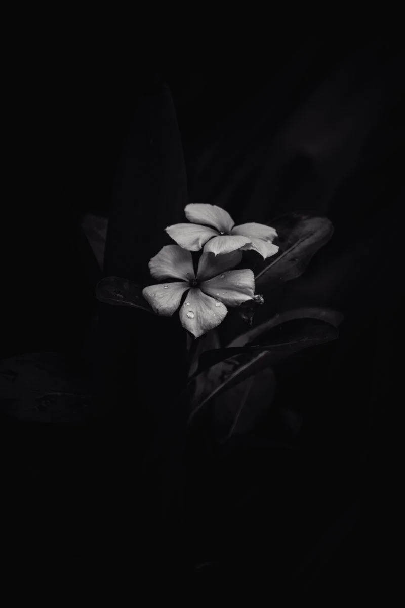 Черно-белая плюмерия iPhone Dark Обои