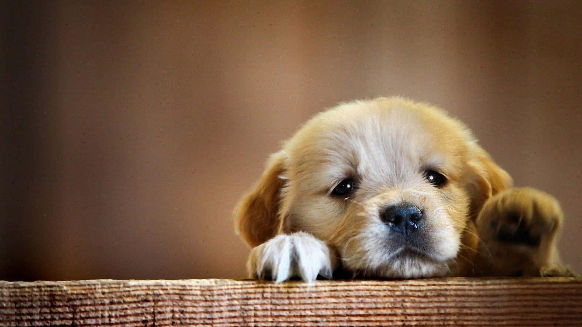 щенок выглядывает через деревянные перила Обои