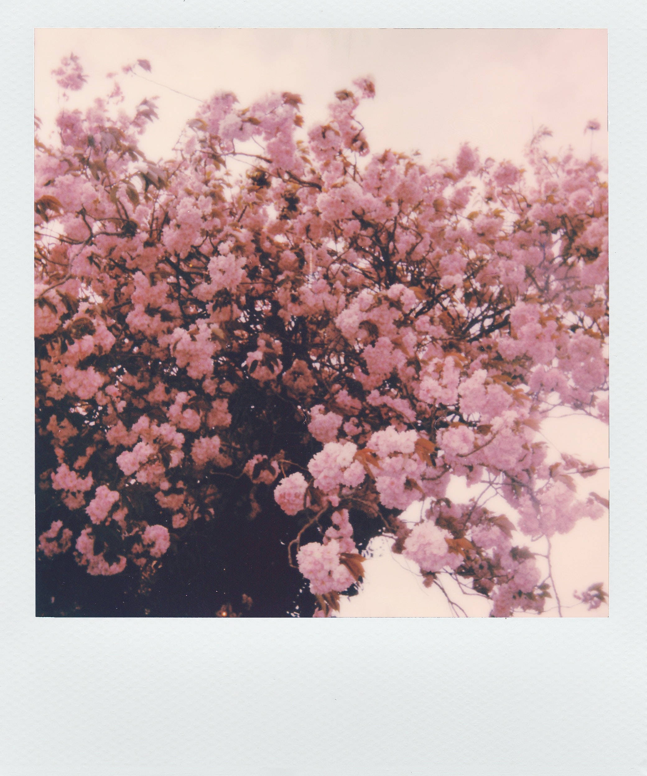 Эстетичное фото розовых цветов в стиле Polaroid Обои