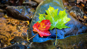 8k 7680x4320 Ultra Hd Resolution Desktop Leaves
