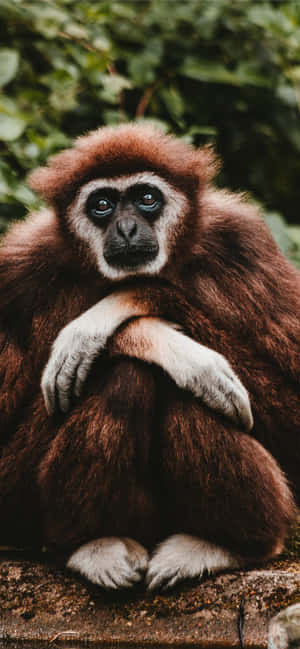 Android Gibbon Фон — POCO M Обои