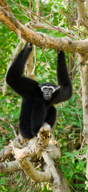 Iphone Xs Max Gibbon Background — iPhone 12 Обои