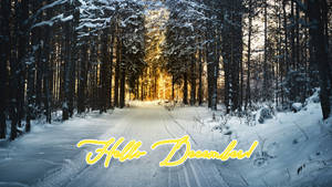 Обои «Hello December» Зимний лес — Рассвет Обои