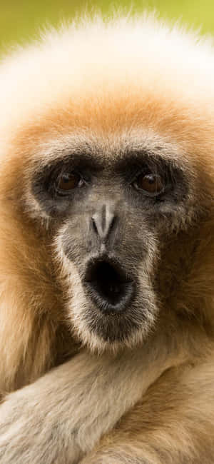 Iphone X Gibbon Background — iPhone 11 Pro Обои