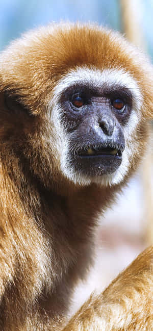 Iphone Xs Max Gibbon фон — POCO F Обои