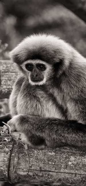 Iphone Xs Max Gibbon Background — iPhone Xs Обои