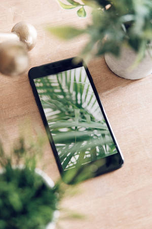 iPhone на столе с растениями — Xiaomi Pad 9 Pro Обои